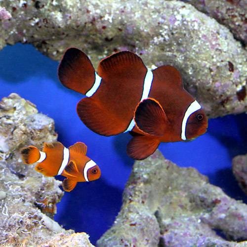 （海水魚）スパインチークアネモネ　ペア（ワイルド）（１ペア）　北海道・九州航空便要保温　ＣＲＣ26―30―16―20―00