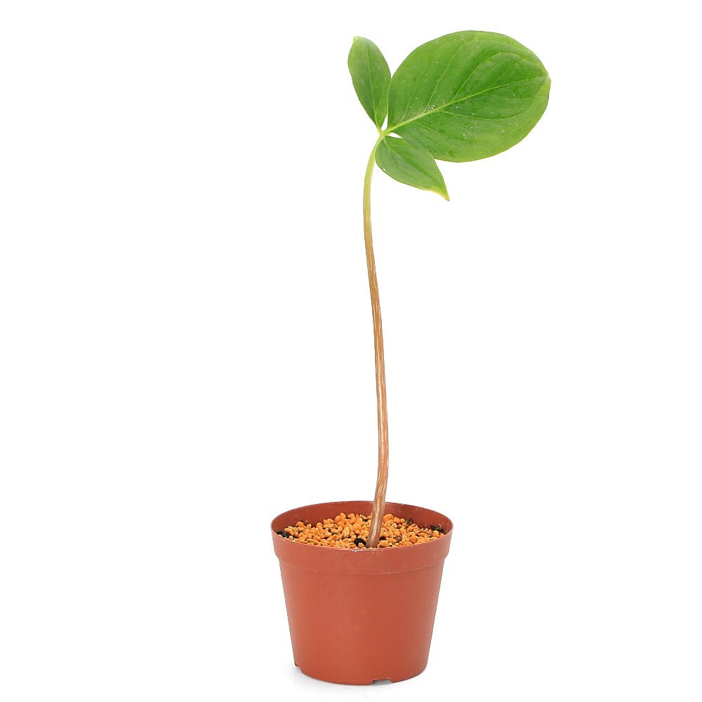 （山野草）テンナンショウ（天南星）アリサエマ　リヘンギアヌム（Ａｒｉｓａｅｍａ　Ｌｉｈｅｎｇｉａｎｕｍ）３号（１ポット）　ＣＲＣ15―35―45―00―00