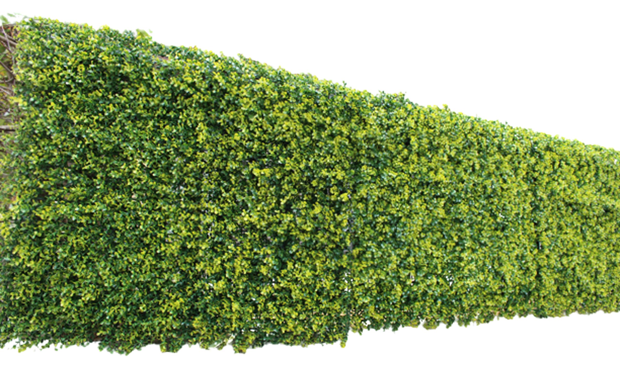 送料無料 リビングアウト(Living Out) ボタニカルフェンス ボックスウッド風 1×1m ボックスウッド風 結束バンド12本付属 簡単設置 工具不要 目隠し プライバシー保護 水やり不要 ポリ