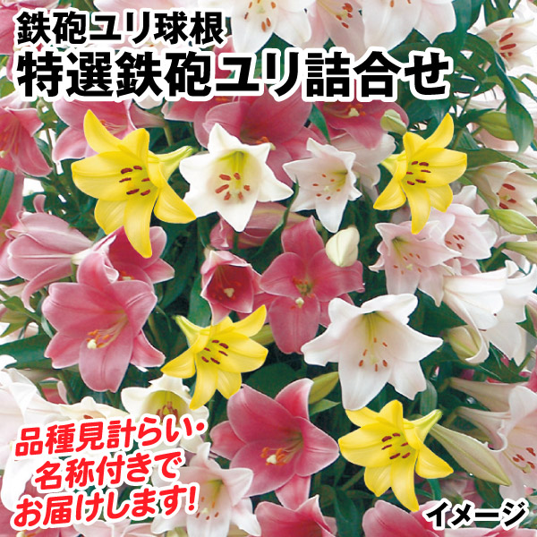 鉄砲ユリ 球根 特選鉄砲ユリ詰合せ 40球