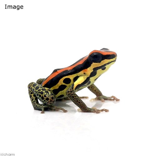 （両生類）ウアカリヤドクガエル　ゴールドレッグｇｏｌｄ　ｌｅｇｇｅｄ　ＣＢ個体（１匹）　北海道・九州航空便要保温　ＣＲＣ17―05―35―20―00