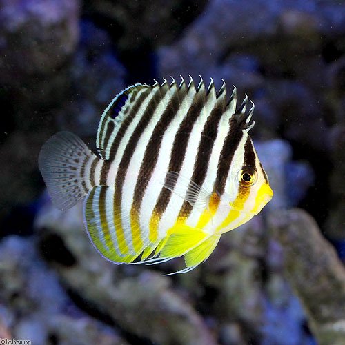 （海水魚）ヤッコ　バリ産　シマヤッコ（１匹）　北海道・九州航空便要保温　ＣＲＣ26―30―05―10―00