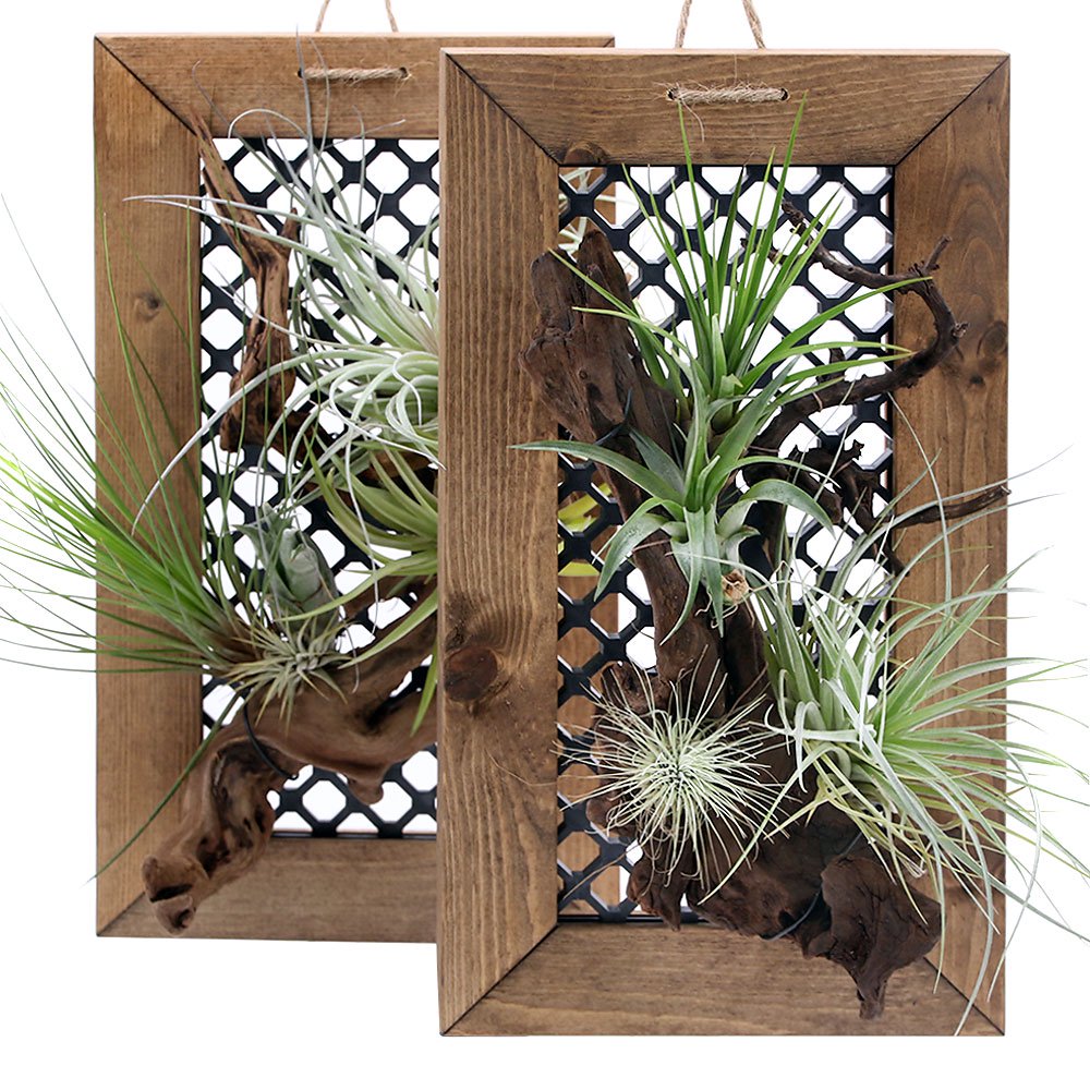 （観葉植物）ハンギングボード　流木仕立て　コットンキャンディ＆おまかせエアープランツ３種（１個）　ＣＲＣ15―50―20―00―00