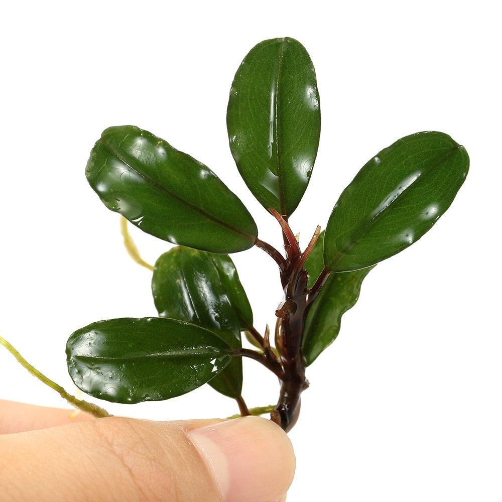 （水草）ブセファランドラｓｐ．ティア６（水上葉）（１株）　ＣＲＣ12―71―20―00―00