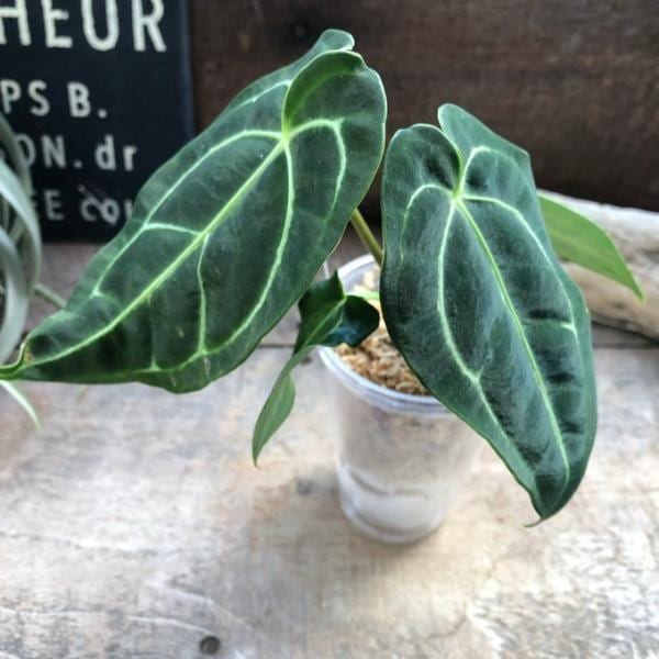 小サイズ アンスリウム　レガレ　Anthurium Regale 観葉植物