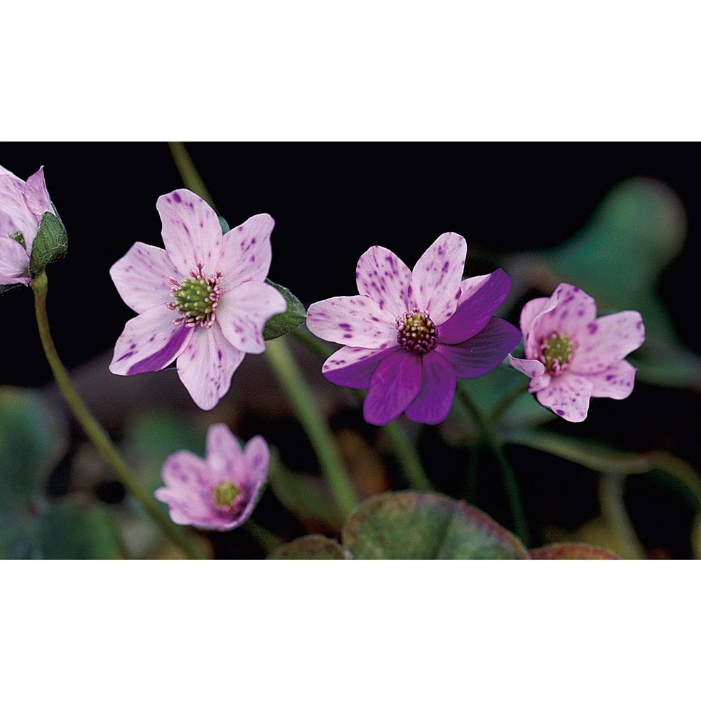 （山野草）ユキワリソウ（雪割草）　伊達絞り　標準花　３号（１ポット）　花芽付き　ＣＲＣ15―35―12―00―00