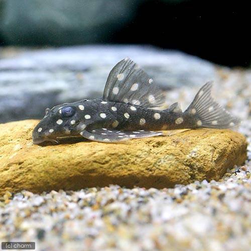 （熱帯魚）イエロースポットスター・クラウンプレコ　ビッグスポット（ワイルド）（１匹）　北海道・九州航空便要保温　ＣＲＣ13―44―20―00―00