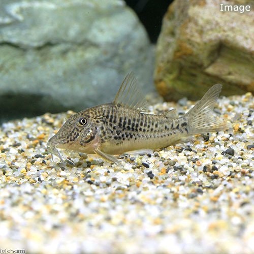 （熱帯魚）コリドラス・サラレエンシス（ブリード）（１匹）　北海道・九州航空便要保温　ＣＲＣ13―36―60―00―00