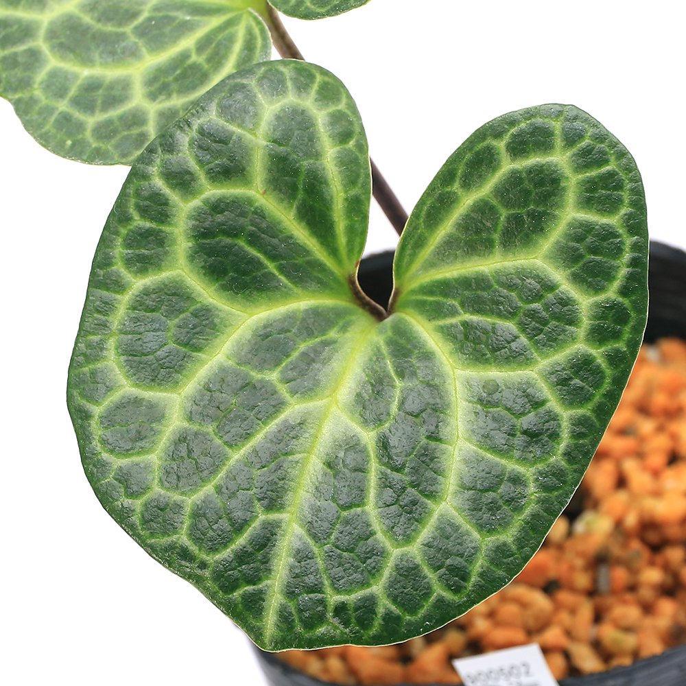 （山野草）カンアオイ（寒葵）亀甲葉　センカクカンアオイ　３号（１ポット）古典園芸　ＣＲＣ15―35―40―00―00