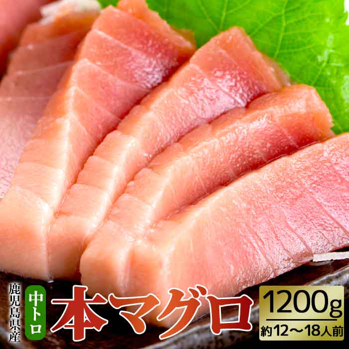 鹿児島県産本マグロ【黒マグロの中トロ】 約12-18人前 200g6袋 大容量 1.2kg 1200g 本まぐろ マグロ 鮪 本鮪 黒鮪 まぐろ 黒まぐろ 柵 中とろ トロ 寿司 刺身