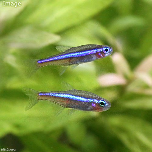 （熱帯魚）グリーンネオンテトラ（ブリード）（５０匹）　北海道・九州航空便要保温　ＣＲＣ13―20―10―05―00