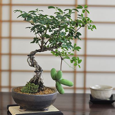 【盆栽】白あけび【ミニ盆栽 ミニ あけび 白アケビ 実ギフト 敬老の日】