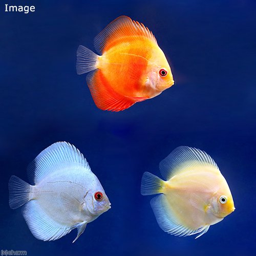 （熱帯魚）ディスカス３種　Ｅセット（Ｓサイズ）（各１匹）　北海道・九州航空便要保温　ＣＲＣ13―31―10―00―00