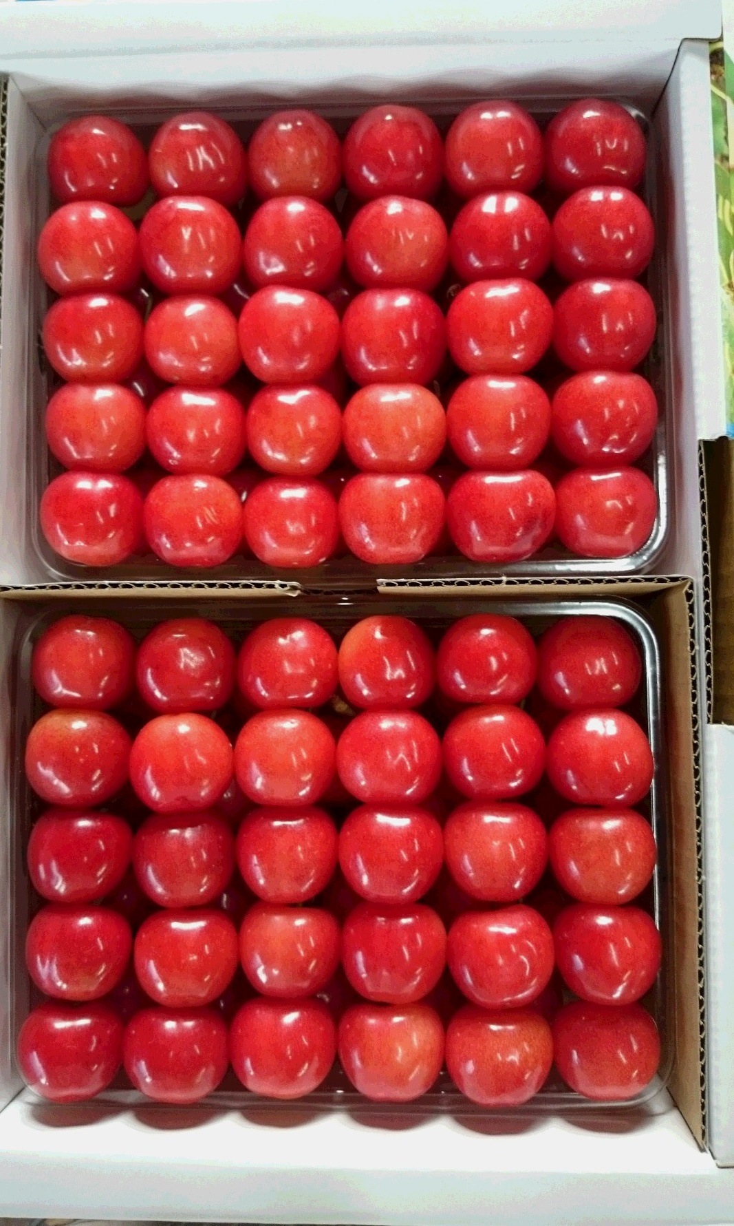 さくらんぼ 佐藤錦 山形県産 最高級贈答用 自家農園栽培 ２Ｌサイズ ５００ｇ ｘ ２パック 予約