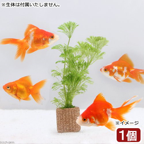 Qoo10] （水草）メダカ金魚藻 ライフマルチ（茶）