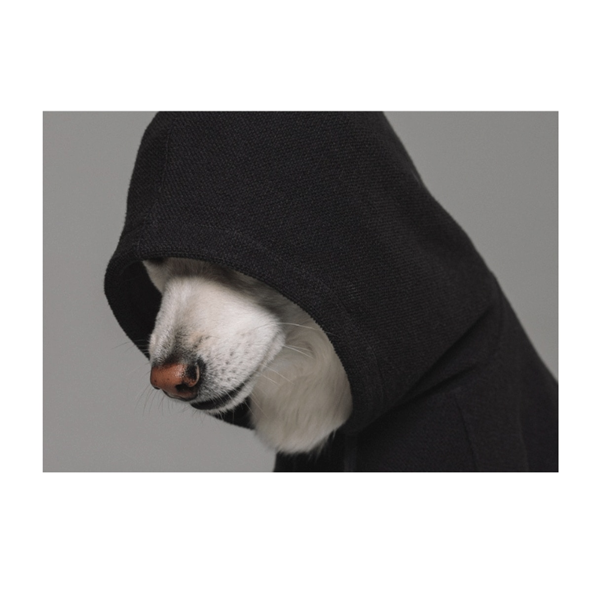 Dog Laze 中型犬・大型犬用フード付きTシャツ