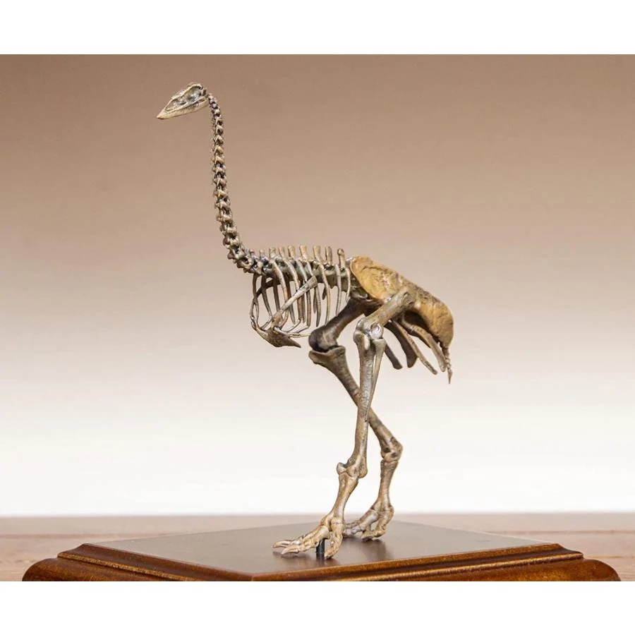 VWUVWU エピオルニス 鳥類 絶滅 古生物 化石 リアル 骨格 フィギュア プラモデル 科学 模型 プレゼント プレミアム オリジナル 飾り 完成品 オブジェ 台座付き