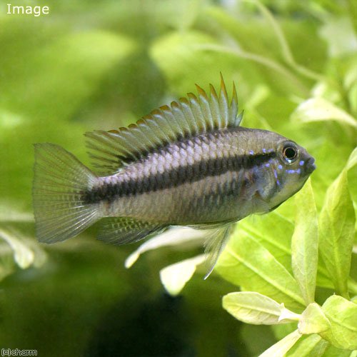 （熱帯魚）アピストグラマ・アルア（ワイルド）（１ペア）　北海道航空便要保温　ＣＲＣ13―28―16―00―00
