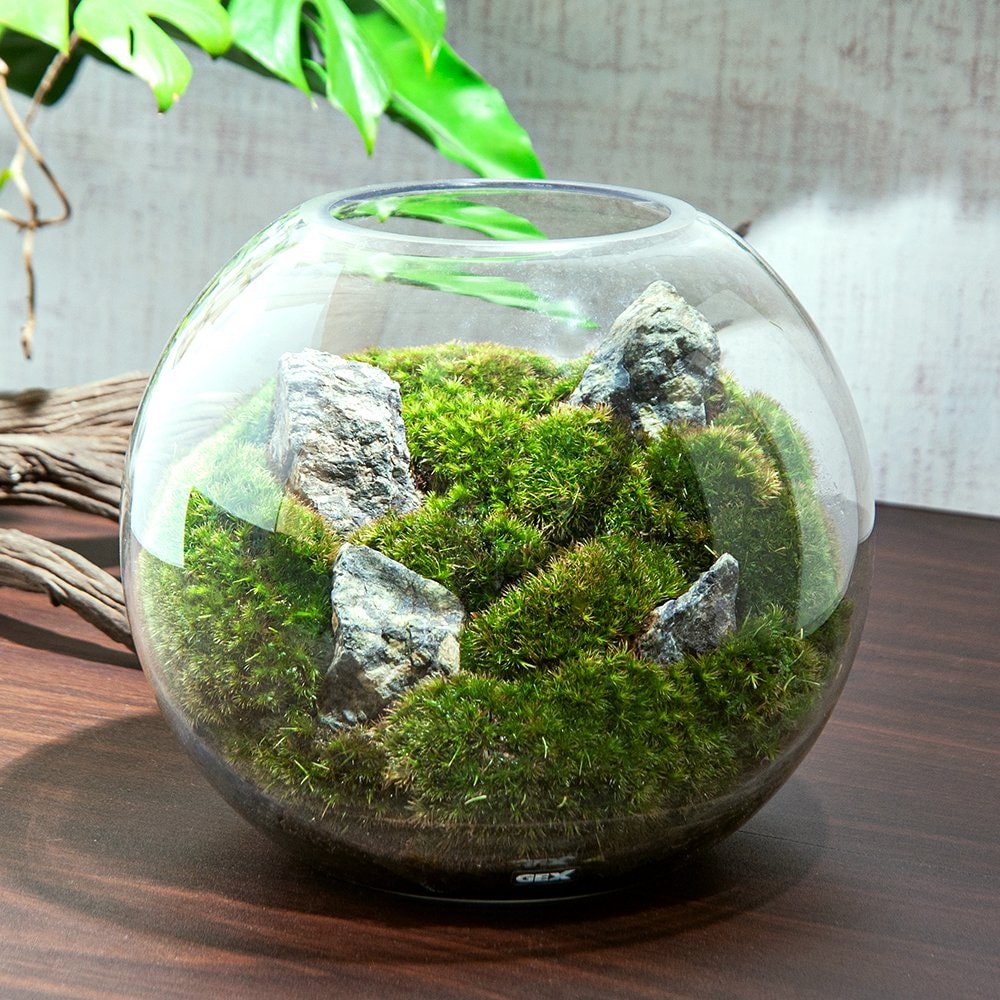 （観葉植物）ＬＥＤ植物育成用ライト付き　苔テラリウム　スフィア　レイアウト完成品（１個）育て方の説明書付　コケテラリウム　苔テラ　コケテラ　インテリア　ＣＲＣ10―85―20―00―00