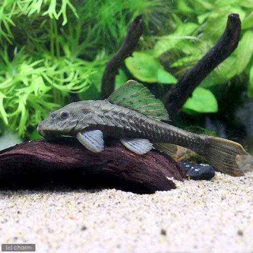 （熱帯魚）アーマード・プレコ（ワイルド）（１匹）　北海道・九州航空便要保温　ＣＲＣ13―44―70―00―00