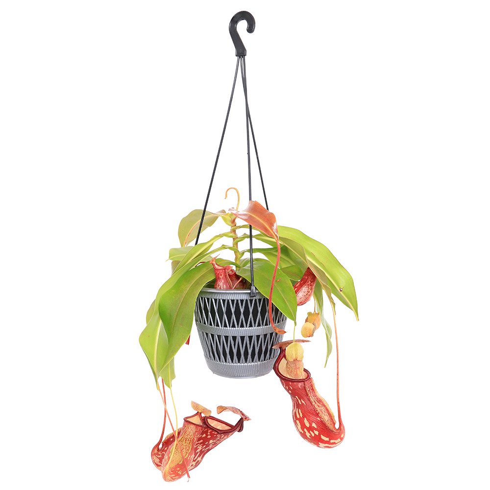 （食虫植物）ウツボカズラ　ネペンテス　ガヤ　５号　吊り鉢（１鉢）　ＣＲＣ15―23―10―30―00
