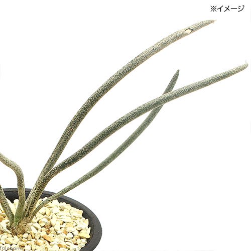 （多肉植物）サボテン　アストロフィツム　カプトメデューサ　３号（１鉢）　ＣＲＣ15―62―95―00―00