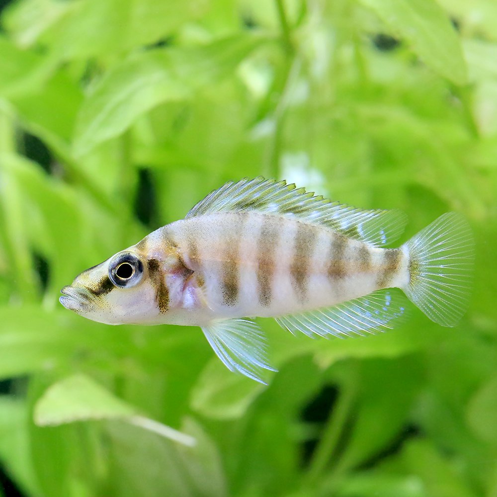 （熱帯魚）アルトランプロローグス　コンプレシケプス　マンダリン　ティッチャ産（ブリード）（１匹）　北海道・九州航空便要保温　ＣＲＣ13―28―46―00―00