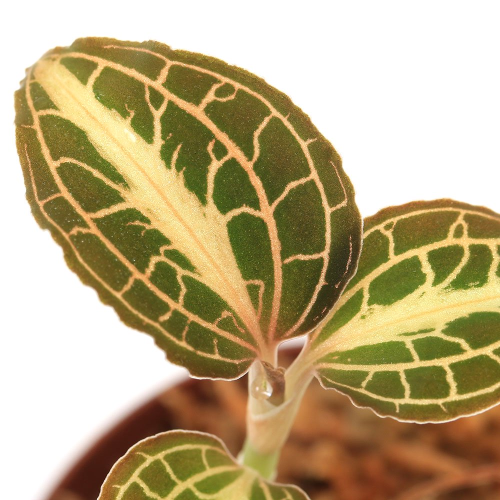 （テラリウム）アネクトキルス　アルボリネアータス　バリエガータ（１ポット）　ＣＲＣ12―88―30―00―00