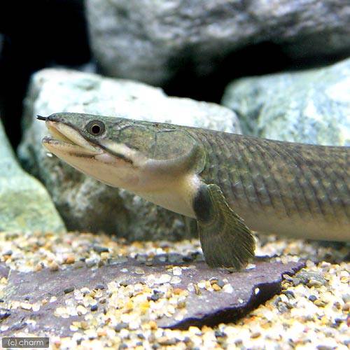 （熱帯魚）ポリプテルス・モケーレムベンベ（旧レトロピンニス）Ｌサイズ（２０ー２５ｃｍ）（ワイルド）（１匹）　北海道・九州航空便要保温　ＣＲＣ13―56―20―00―00