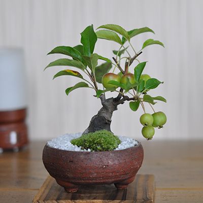 【送料無料】【盆栽】小品りんご【ミニ盆栽 ミニ りんご 林檎 実ギフト 敬老の日】