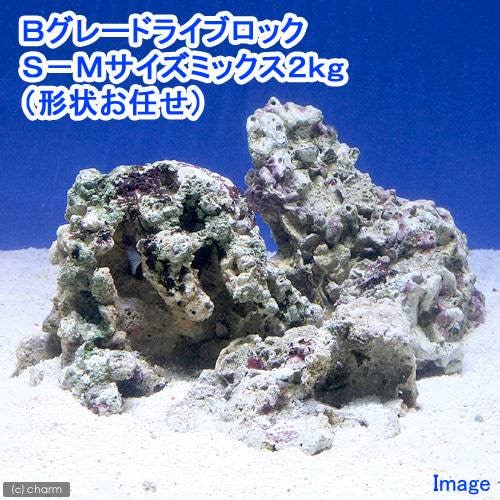（海水魚）Ｂグレードライブロック　Ｓ－Ｍサイズミックス（２ｋｇ）（形状お任せ）　北海道・九州航空便要保温　ＣＲＣ26―55―20―40―00