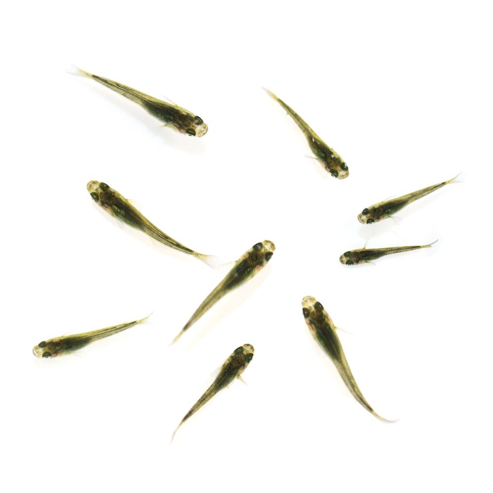 （めだか）無選別　エメラルドムーンメダカ　稚魚　（１０匹）　ＣＲＣ60―20―85―80―00