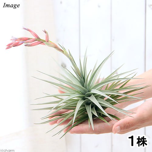 （観葉植物）エアープランツ　チランジア　アエラントス　ジャイアントフォーム（１株）　ＣＲＣ17―80―45―00―00