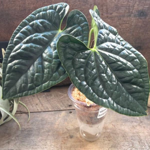 中サイズ アンスリウム　ルクスリアンスAnthurium Luxurians 観葉植物