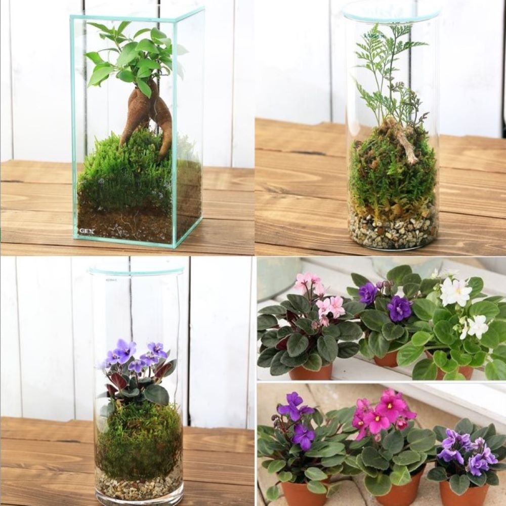 （観葉植物）お家で簡単に自然が楽しめる！　苔テラリウム　３種類セット（１セット）　ＣＲＣ15―20―25―60―00