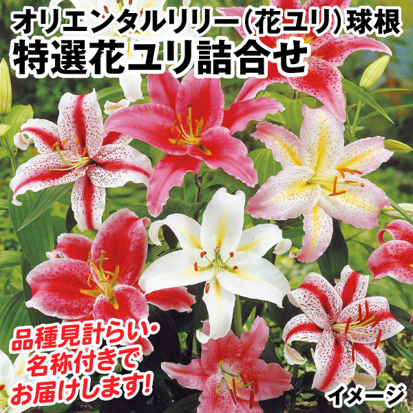 花ユリ 球根 特選花ユリ詰合せ 40球