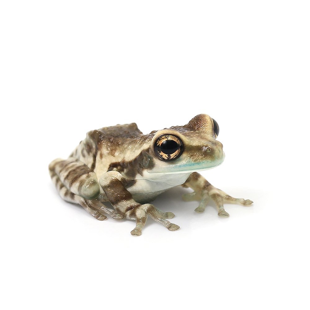 （両生類）モトイドクアマガエル（１匹）　北海道・九州航空便要保温　ＣＲＣ17―05―35―10―00