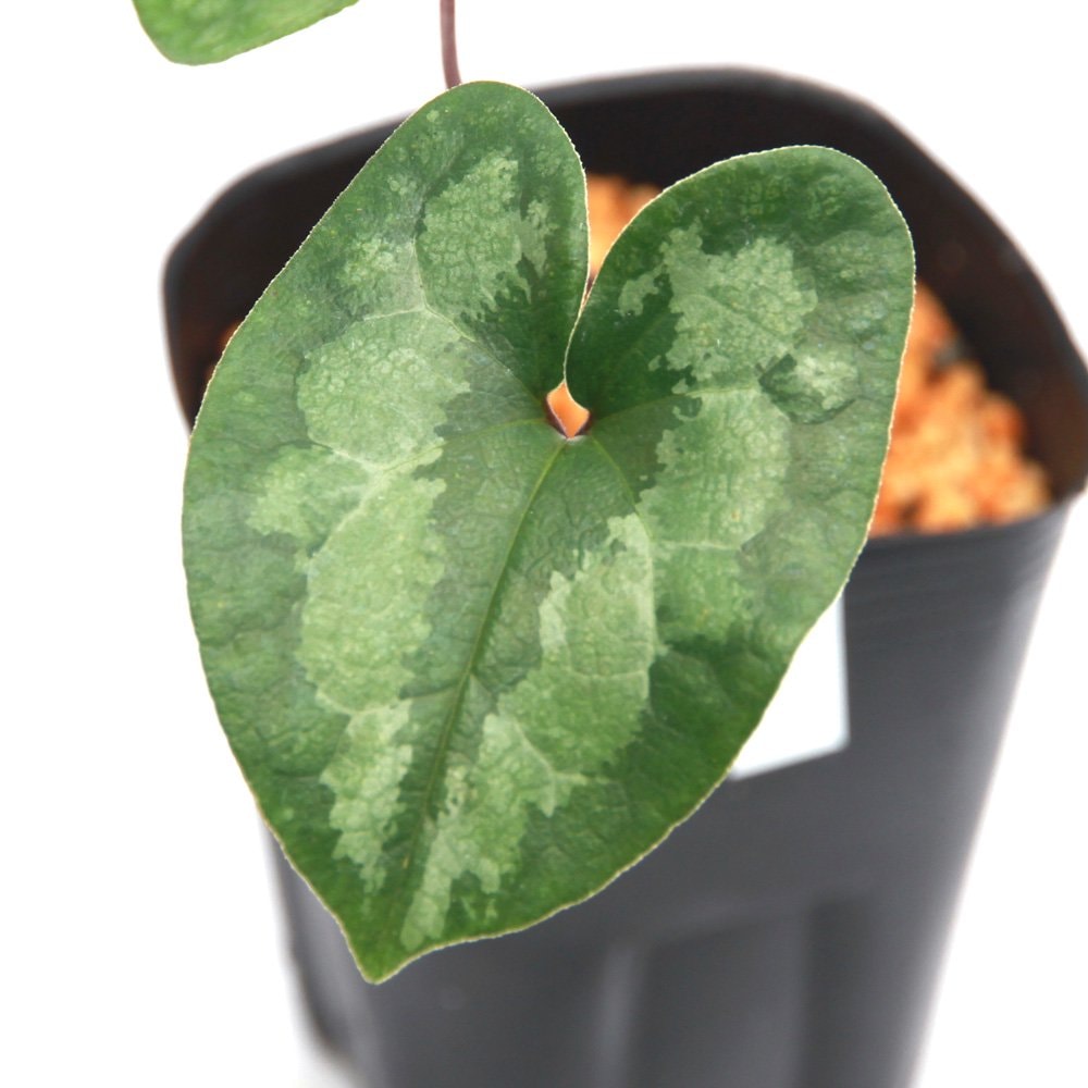 （山野草）カンアオイ（寒葵）品種系細辛　シシキXパンダカンアオイ　３号（１ポット）古典園芸　ＣＲＣ15―35―40―00―00