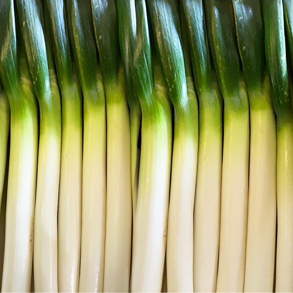 長ねぎ 5キロ/箱 30本前後入 埼玉/茨城/群馬/千葉県産 Lサイズ 白ネギ 新鮮で太い 長ネギ 関東地区産地 国産 飲食店業務用長葱 ご家庭用にも 新鮮野菜