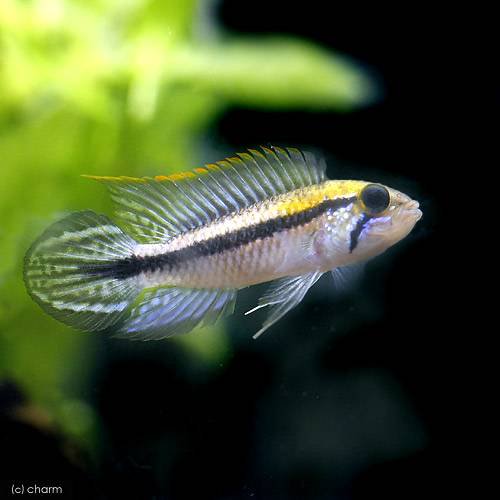 （熱帯魚）アピストグラマ・アガシジィ　アレンカー（ワイルド）（１ペア）　北海道・九州航空便要保温　ＣＲＣ13―28―16―00―00