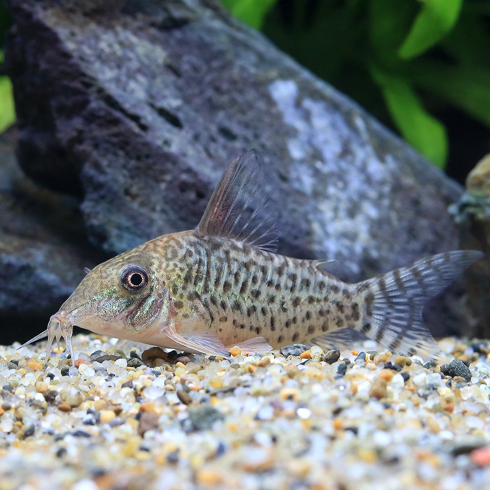 （熱帯魚）コリドラスｓｐ．キンチャン（ワイルド）（１匹）　北海道・九州航空便要保温　ＣＲＣ13―36―50―00―00