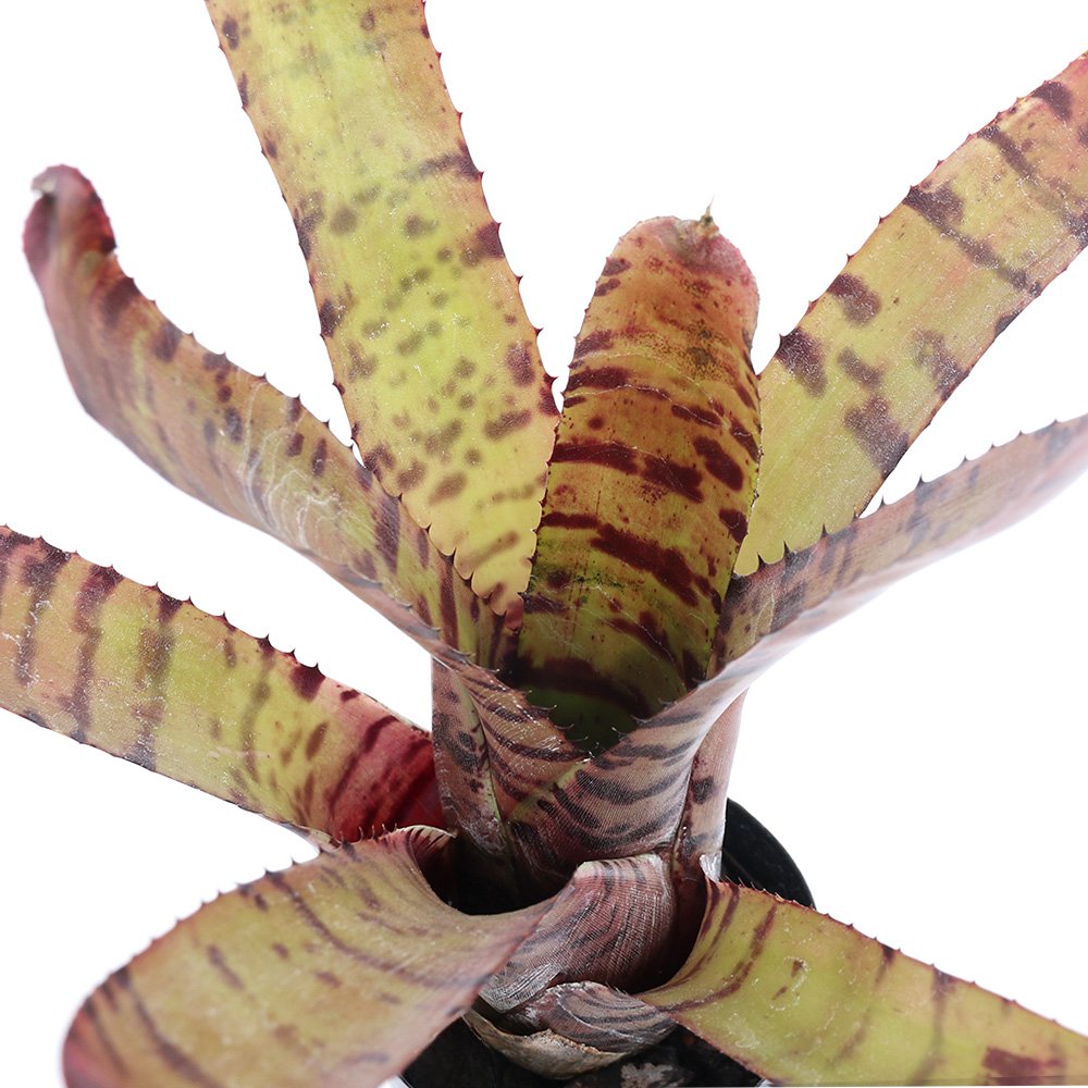 （観葉植物）ネオレゲリア　タイガーXルブリフォリア　３号（１株）　ＣＲＣ15―30―20―22―00