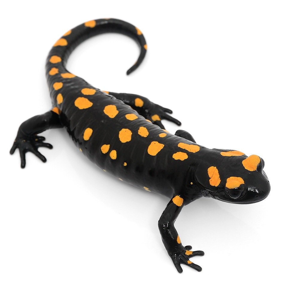 （両生類）ムジハラファイアサラマンダー　ＷＣ個体　Ｌサイズ（１匹）　北海道航空便要保温　ＣＲＣ17―05―60―00―00 17,820円