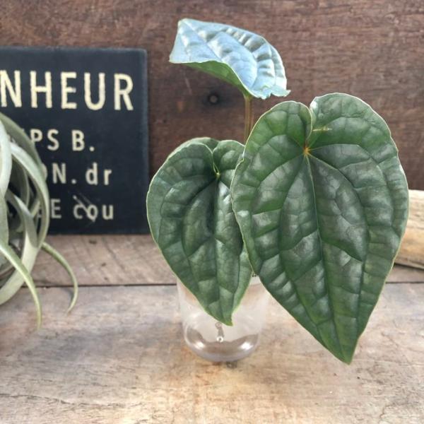 小サイズ アンスリウム　ルクスリアンスAnthurium Luxurians 観葉植物