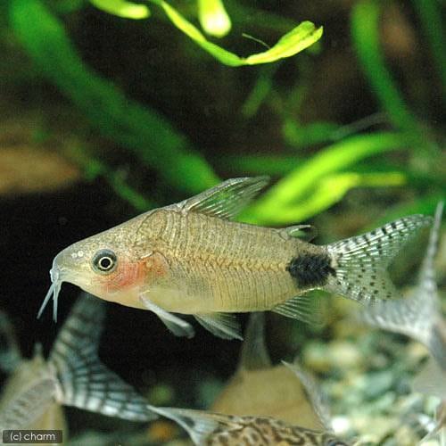 （熱帯魚）コリドラス・グァポレ（ワイルド）（１匹）　北海道・九州航空便要保温　ＣＲＣ13―36―30―00―00