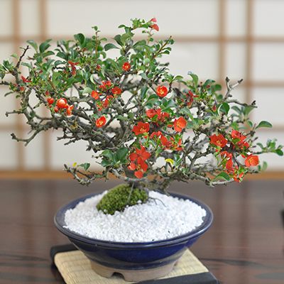 盆栽 長寿梅 四国長寿梅 豪華絢爛 花盆栽 ちょうじゅばい ギフト プレゼント 贈り物 フラワーギフト お祝い 誕生日 母の日 お誕生日 盆栽妙