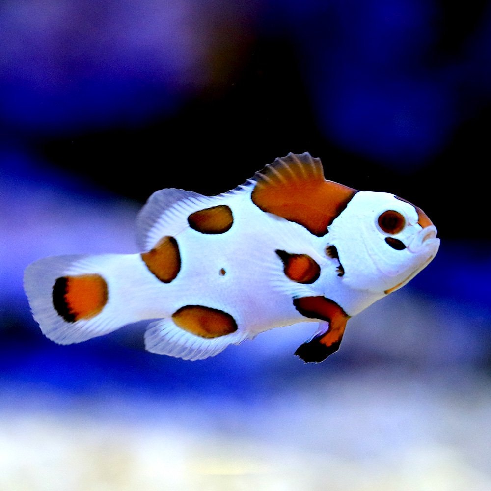 （海水魚）ピカソストームクラウン（ブリード）（１匹）　北海道・九州航空便要保温　ＣＲＣ26―30―16―10―00