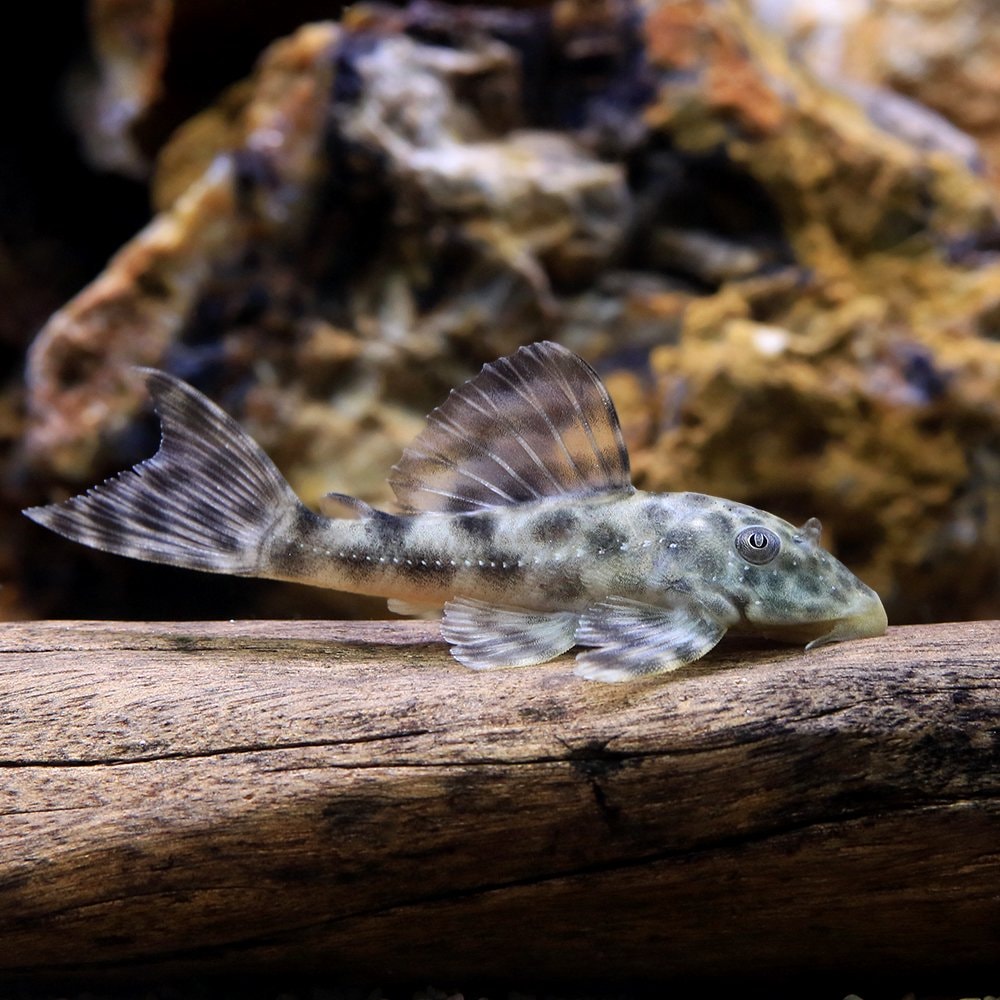 （熱帯魚）パンサープレコ（ワイルド）（１匹）　北海道・九州航空便要保温　ＣＲＣ13―44―70―00―00