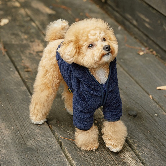 ヴェネツィアペットボアフード執業