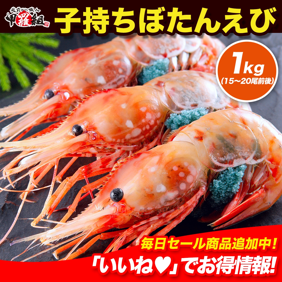 希少な特大サイズ限定！子持ちぼたんえび1kg（約15-20尾前後）【牡丹海老】【ぼたんえび】【牡丹えび】【ボタンエビ】【刺身】 9,575円
